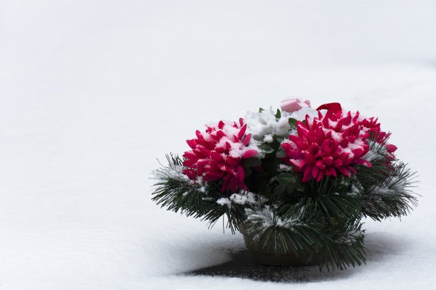 人工红粉花在白色的冬雪背景上图片下载