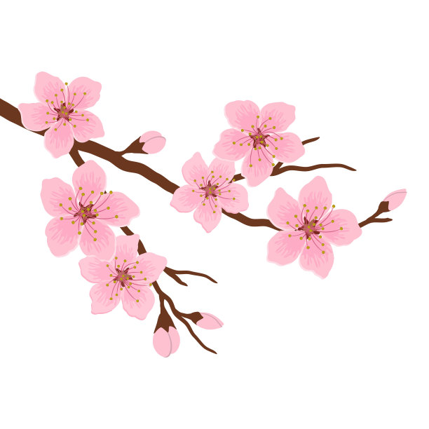 白色背景上的盛开樱花枝素材图片