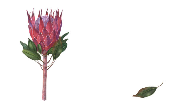 美丽的国王Protea，水彩手绘，在白色的背景。图片下载