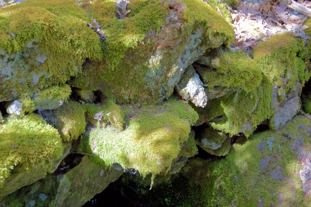 石头与苔藓图片下载