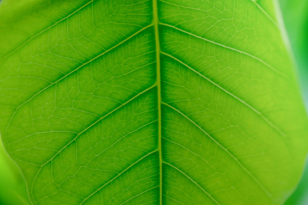 绿叶的特写。自然背景，图案概念。图片下载