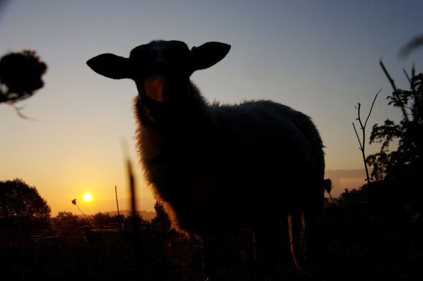羊在轮廓图片下载
