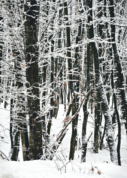 寒冷的森林图片下载