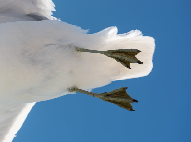 海鸥脚的特写图片下载