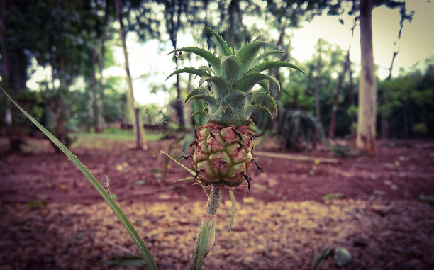 观赏凤梨图片下载
