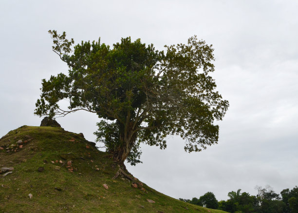伯利兹的多香树图片下载