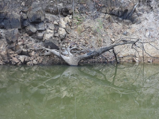 树桩反射图片下载