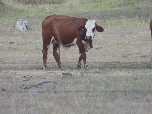 牛在牧场图片下载