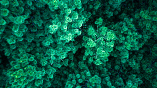 森林，自然纹理，俯视图绿色森林。图片下载