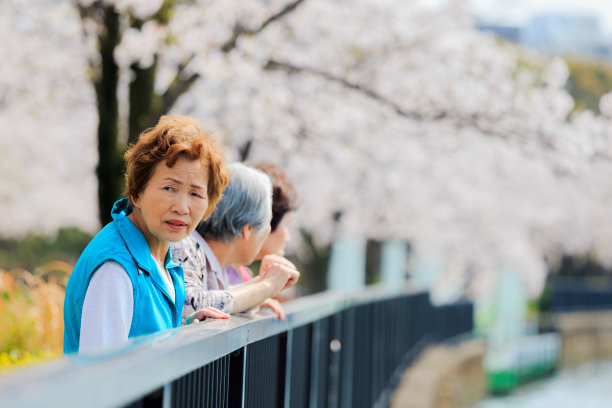 樱花和老人图片下载