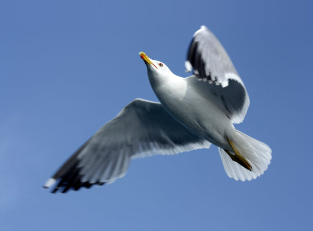 海鸥在干净的蓝天上飞翔图片下载