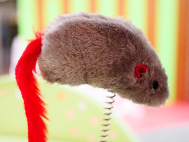 猫玩具图片下载