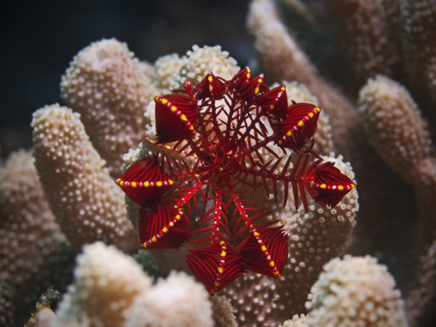 羽毛明星， 费德勒斯特恩 （希梅罗梅特拉鲁比平纳）图片下载