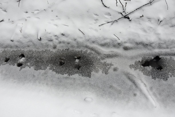 狍子的足迹图片下载