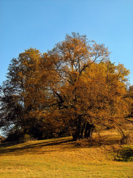 秋天的落叶树图片下载