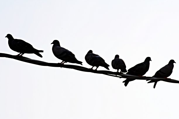 电线上的鸽子。图片下载