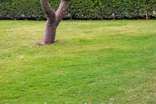 深绿色花园草坪图片下载