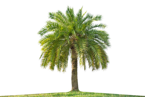 孤立的大棕榈树在白色的背景。图片下载