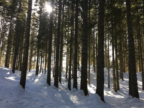 冬天森林图片下载