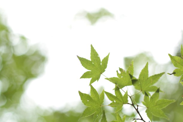 绿色的枫叶和天空的照片。图片下载