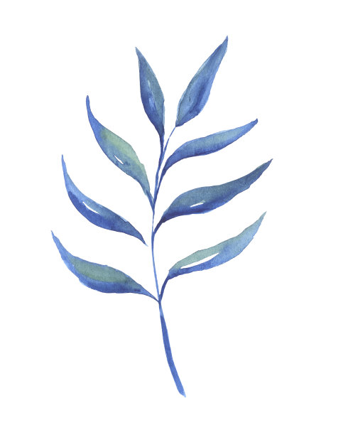 有蓝色叶子的热带树枝图片下载