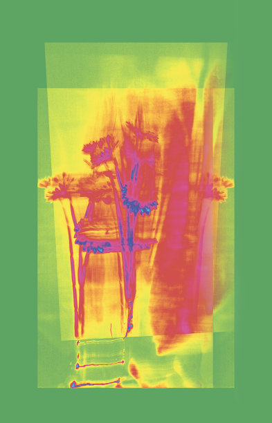 非洲菊:抽象的花束。图片下载