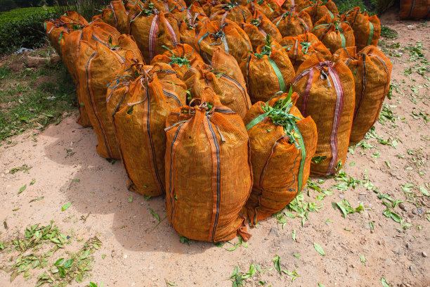 Nuwara Eliya种植园的袋装绿茶叶子图片下载