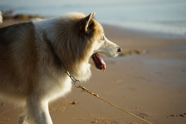 大的杂种狗站在海滩上图片下载