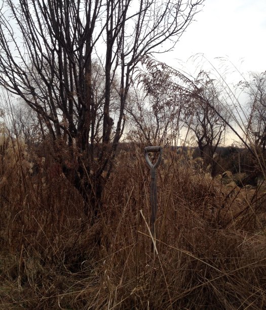 在冬季花园中，一把铲子从地里伸出来图片下载