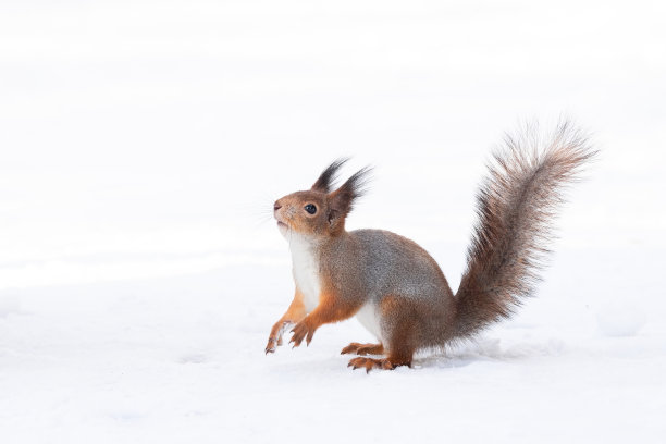 松鼠冬天雪图片下载