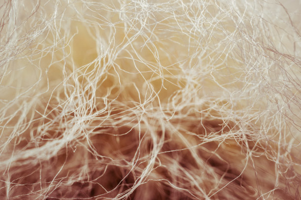 一团纠结的线和仙人掌的绒毛图片下载