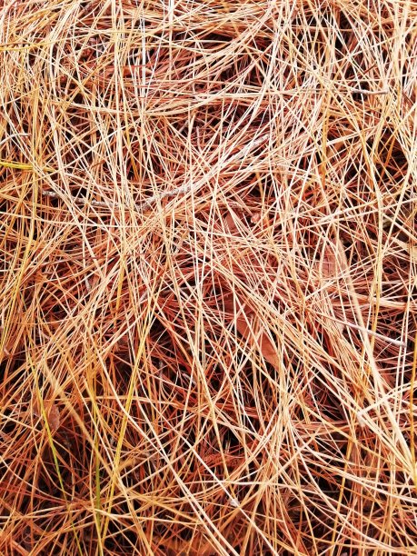 吃干的图片下载