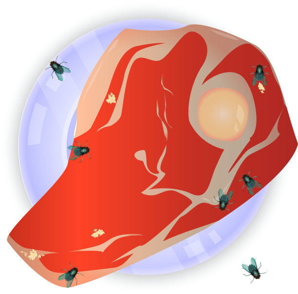 苍蝇在腐肉上产卵图片下载