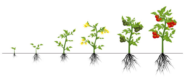 番茄周期图片下载