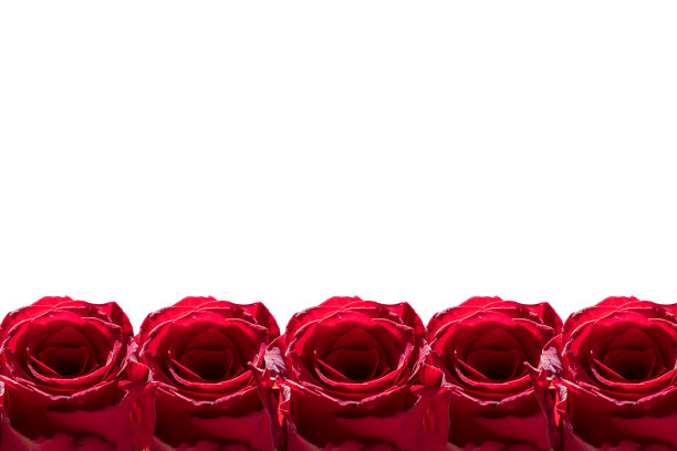 孤独美丽的红玫瑰图片下载