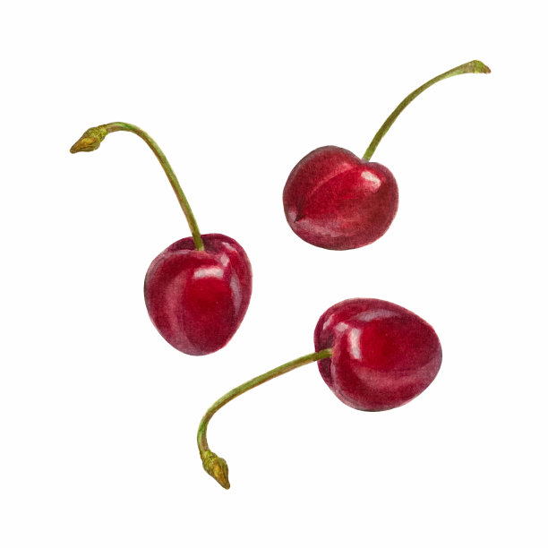水彩画的甜樱桃。手绘一套画樱桃孤立的白色背景。植物插画完美的饮食菜单，设计，插图和剪贴簿。图片下载