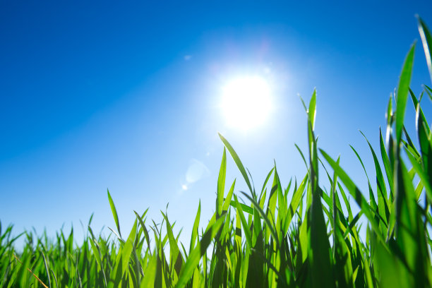 绿色的草映衬着蓝色的天空图片下载