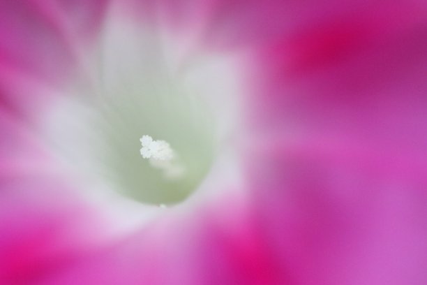 玫瑰组成图片下载