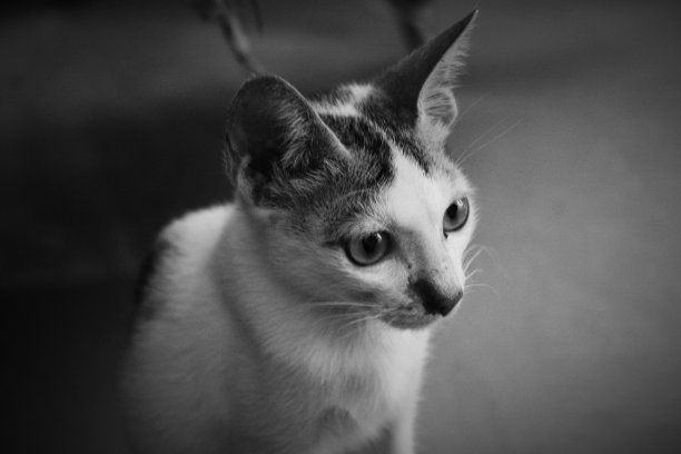 宠物爱好者的猫-动物摄影图片下载