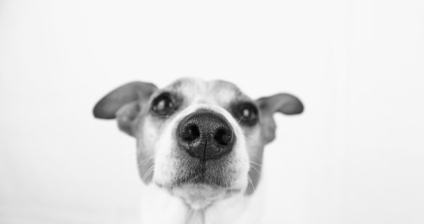 杰克罗素梗图片下载