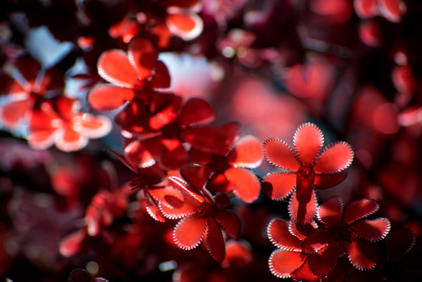 人工发光的红花盛开素材图片