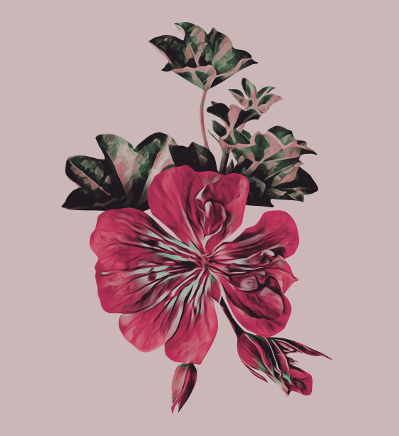 天竺葵单花图案。图片下载