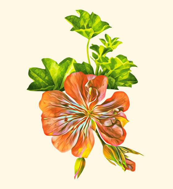 天竺葵单花图案。图片下载