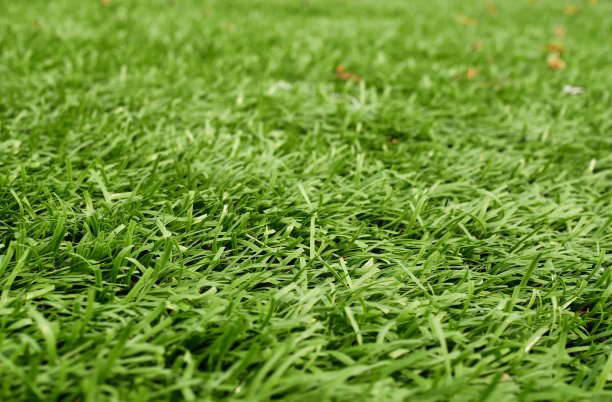 足球场图片下载