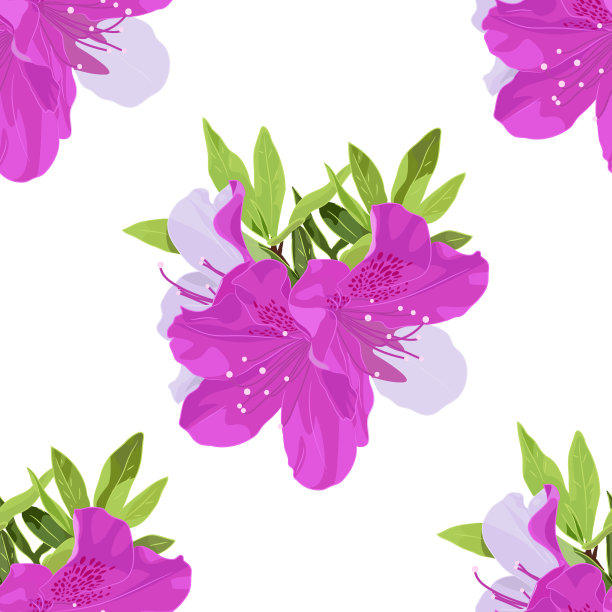 带叶矮杜鹃的载体模式研究图片下载