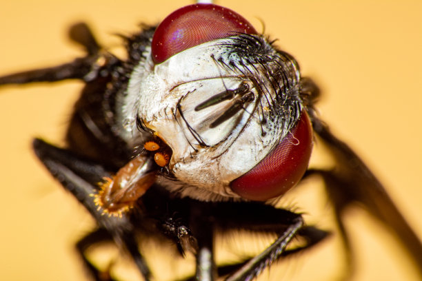 宏观世界的奇迹图片下载