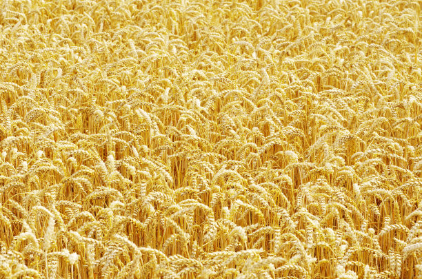 金色的小麦图片下载