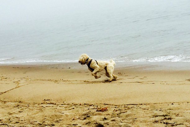 一只白色的金色涂鸦狗和大海一起在海滩上奔跑图片下载