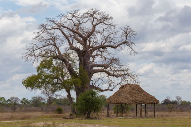 坦桑尼亚。景观稀树大草原,猴面包树图片下载