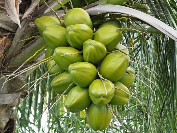 椰子树(Cocos nucifera)在佛罗里达有一簇绿色的椰子图片下载